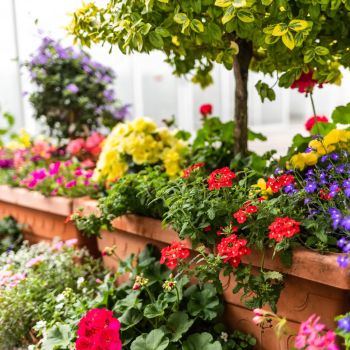 Blumenschmuck