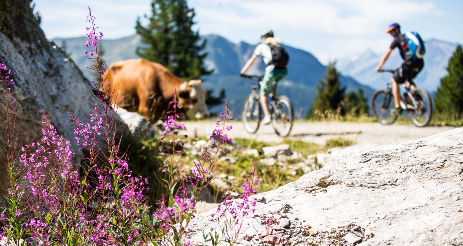 Mountainbiker auf der Panoramatour Zell-Gerlos